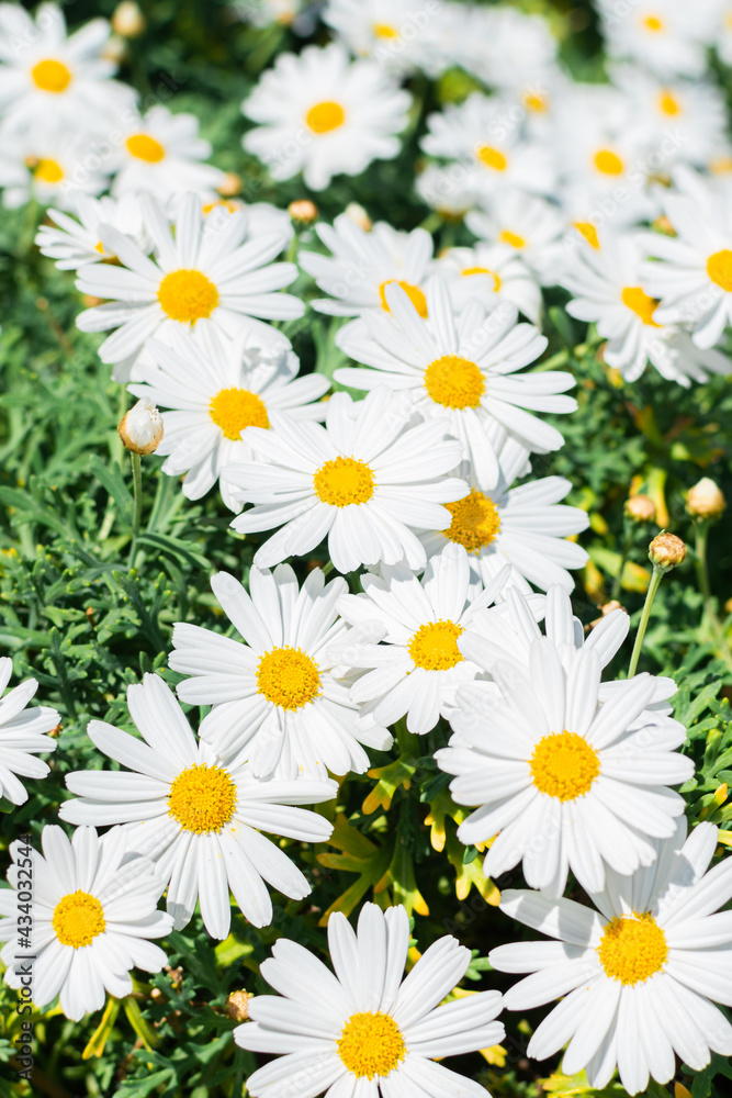 A lots of beautiful white daisies in the summer field. Selective focus. Floral background. Vertical photo. A lots of beautiful white daisies in the summer field. Selective focus. Floral background. Vertical photo.