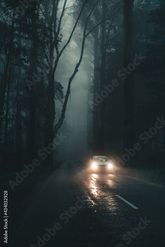 forest headlights 