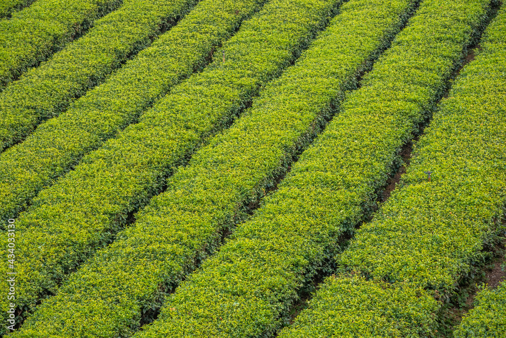 The tea plantations background in day light The tea plantations background in day light
