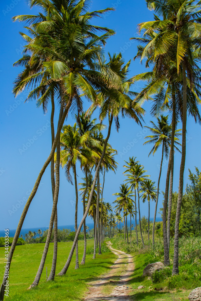 Fototapeta premium Coconut Trees