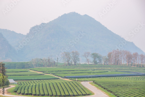 The tea plantations background in day light
