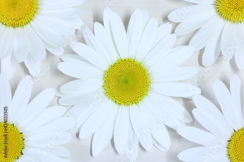                                                                white Marguerite flowers closeup white background 6