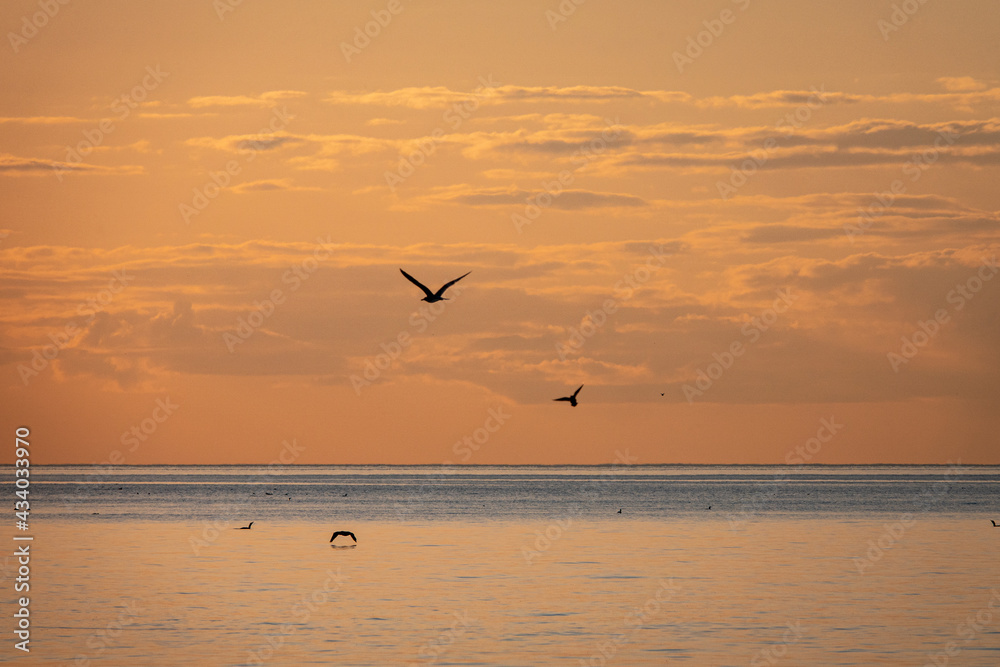 Seagulls Soaring Over the Placid Waters of Lake Ontario, Early This Spring Morning in Burlington, Ontario