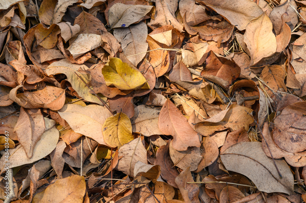 Top view of Dry leaves fall off. ideal for backgrounds and textures. Top view of Dry leaves fall off. ideal for backgrounds and textures.