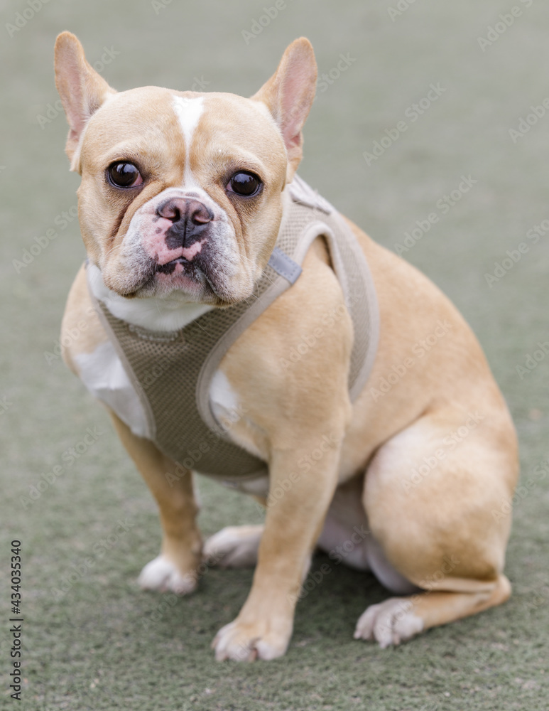 2-Year-Old exotic tan female Frenchie sitting and looking at camera. Off-leash dog park in Northern California.