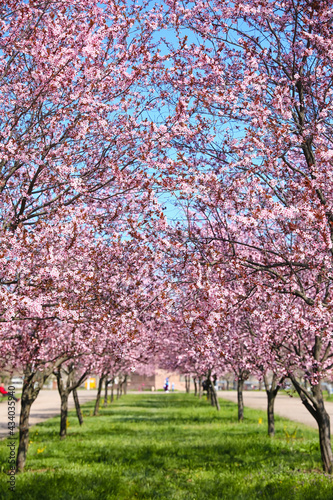 Beautiful blossoming trees in park