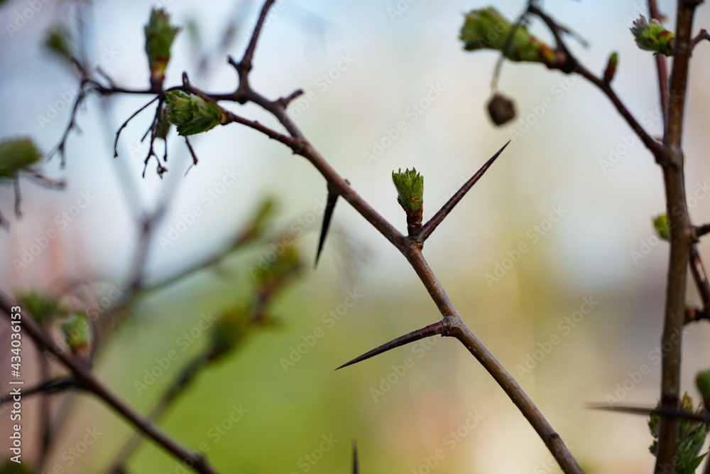 long sharp thorns on a branch green blurred spring background
