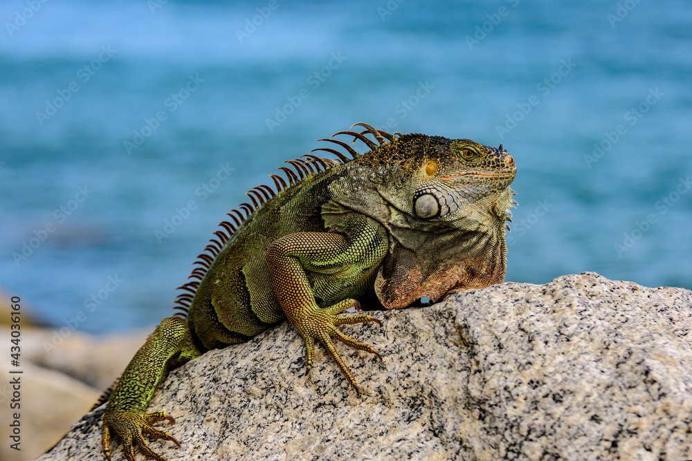 Obraz premium Lizard Iguana, in a cave where lizards live. Iguana dragon.