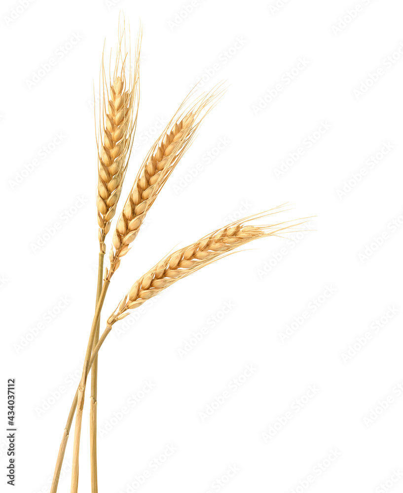 Three Wheat spikelets isolated on white background. Three Wheat spikelets isolated on white background.
