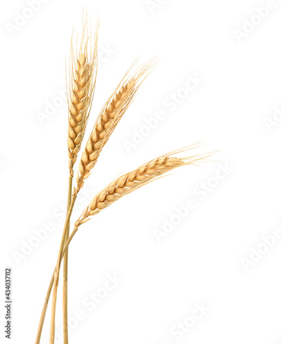 Three Wheat spikelets isolated on white background.