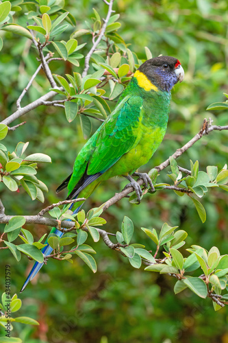Australian Ringneck or Twenty-Eight Parrot