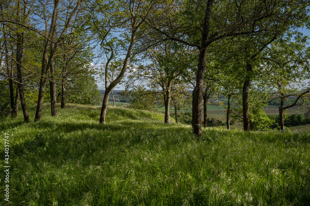 Landschaftsschutzgebiet oberhalb von Harxheim Landschaftsschutzgebiet oberhalb von Harxheim