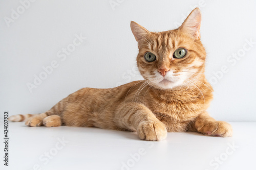 Cute ginger cat lying peacefully on white table background. Adorable home pet stock photography. At the vet © Olga