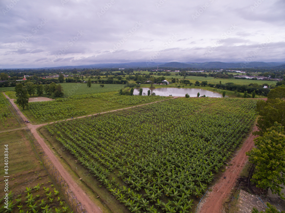 Naklejka premium Aerial view of a banana field located in Tak Province,Thailand