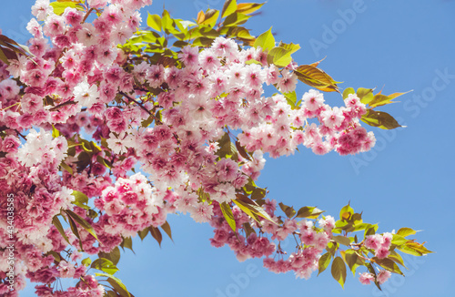 Japanese Flowering Cherry Tree with Blooming Pink Petals