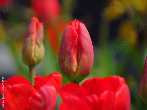 red and yellow tulip © lrisha