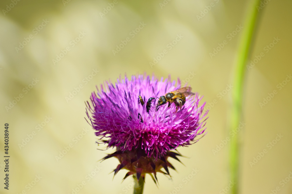Natura Natura
