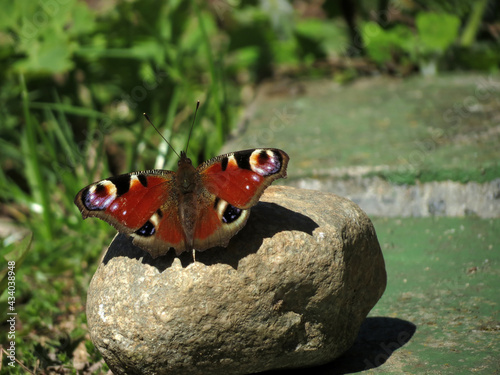 butterfly on a leaf