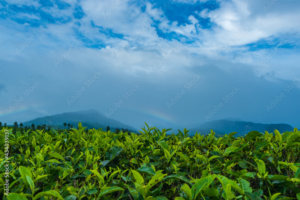Tea plantation from Valparai, Tamil Nadu, India.