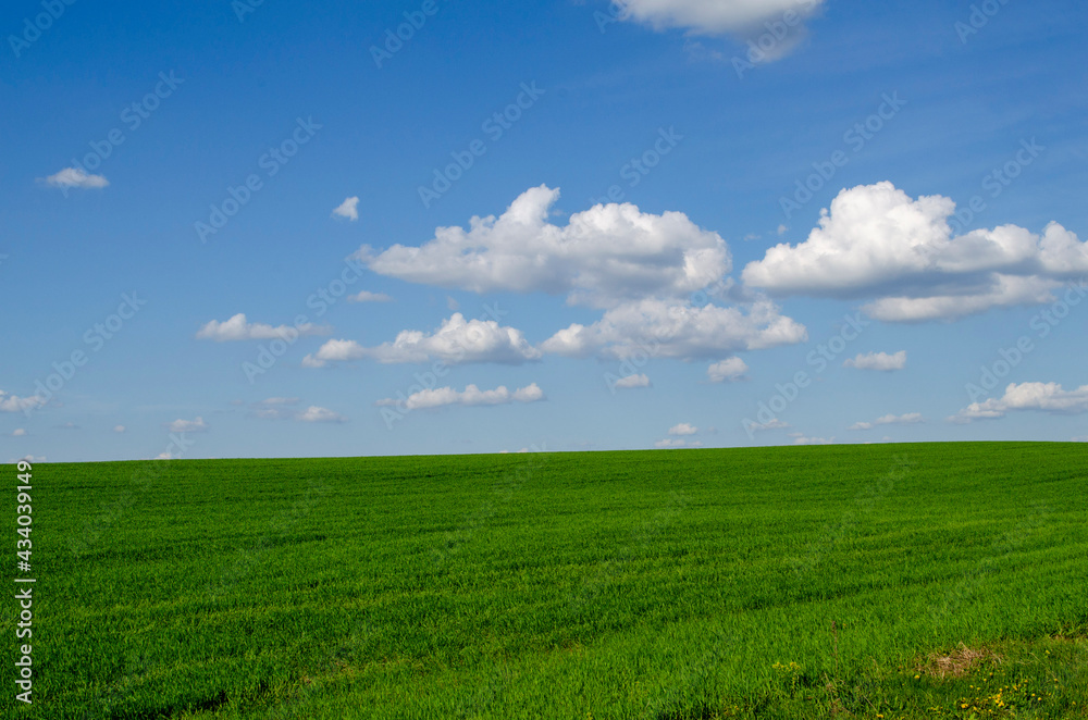 a green field of grass and sky