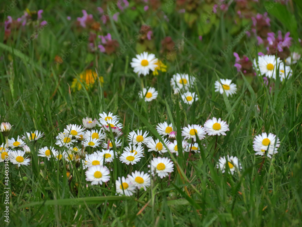 Fototapeta premium daisies in the grass