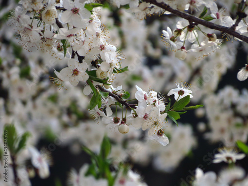 blossom in spring