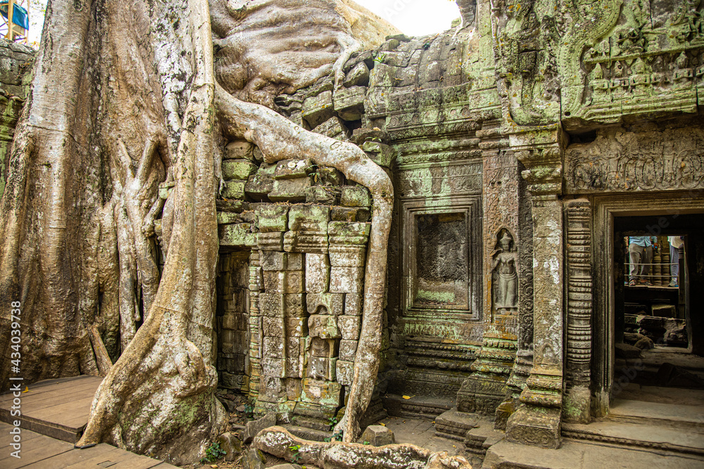 Naklejka premium Banyan trees taking over an old temple in Siem Reap, Cambodia