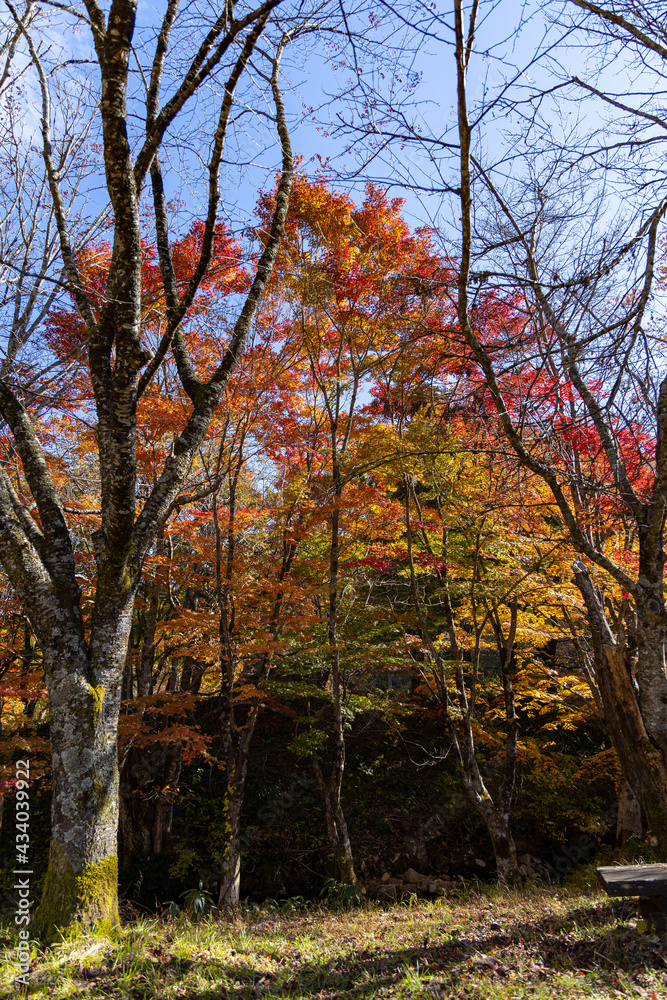 Naklejka premium 11月広島県民の森、並んだ紅葉。