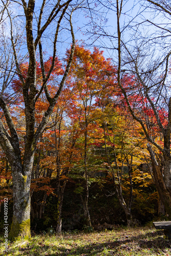 11月広島県民の森、並んだ紅葉。