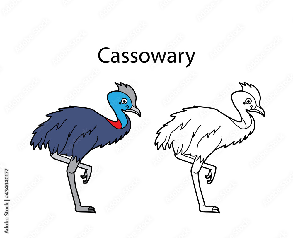 Funny cute bird cassowary isolated on white background. Linear, contour, black and white and colored version. Illustration can be used for coloring book and pictures for children Funny cute bird cassowary isolated on white background. Linear, contour, black and white and colored version. Illustration can be used for coloring book and pictures for children