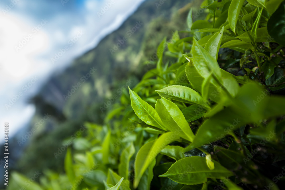 Fresh green tea plantation at Sri lanka Fresh green tea plantation at Sri lanka