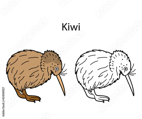 Funny cute bird kiwi isolated on white background. Linear, contour, black and white and colored version. Illustration can be used for coloring book and pictures for children