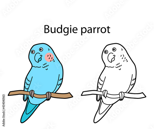 Funny cute bird budgie parrot isolated on white background. Linear, contour, black and white and colored version. Illustration can be used for coloring book and pictures for children