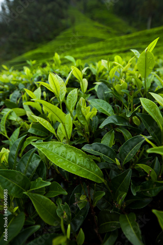 Close up of fresh tea leaves