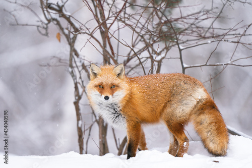 冬のキタキツネ