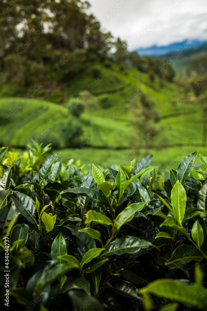 Asia, Sri lanka. Beautiful fresh green tea plantation Asia, Sri lanka. Beautiful fresh green tea plantation