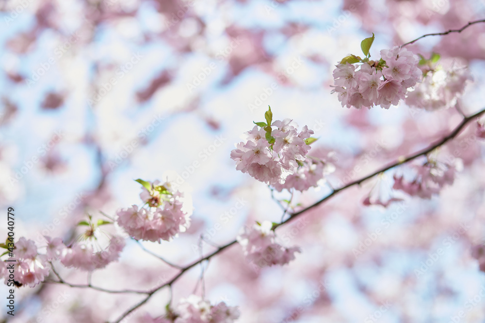 Sakura flower tree. Delicate branch in sunny day. Spring pastel wallpaper background. Tenderness concept. Pink flowers. High quality photo Sakura flower tree. Delicate branch in sunny day. Spring pastel wallpaper background. Tenderness concept. Pink flowers. High quality photo
