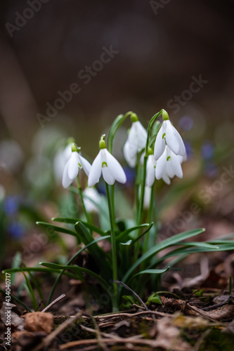snowdrop flowers in the forest
