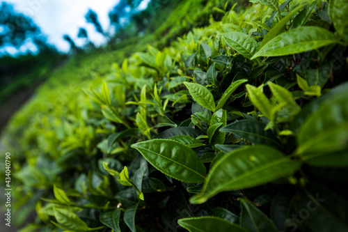 Wallpaper Mural Fresh green tea plantation at Sri lanka Torontodigital.ca