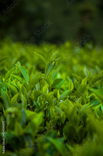 Beautiful fresh green tea plantation