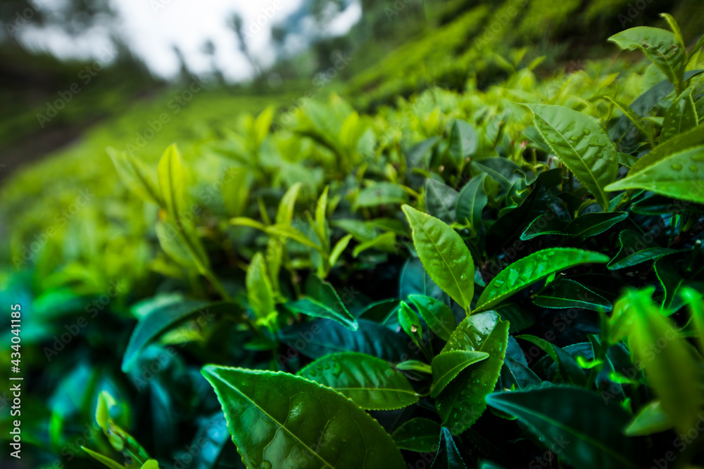 Obraz premium Field tea asia, sri lanka
