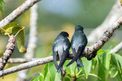 One pair female and male Gray-rumped Treeswift perching and resting photo