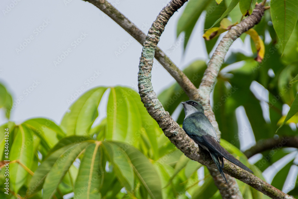 one lovely female Gray-rumped Treeswift perching and resting one lovely female Gray-rumped Treeswift perching and resting
