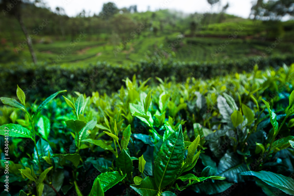 Field of green tea plantation Field of green tea plantation
