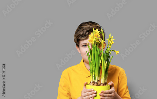 Smiling caucasian shy teen boy hiding behind pot of daffodils. Gray background copy space. Greeting card or gift concept