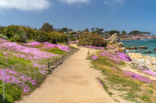 A scenic pathway with blooming purple flowers along the Pacific coast, Lovers Point Park, Monterey photo