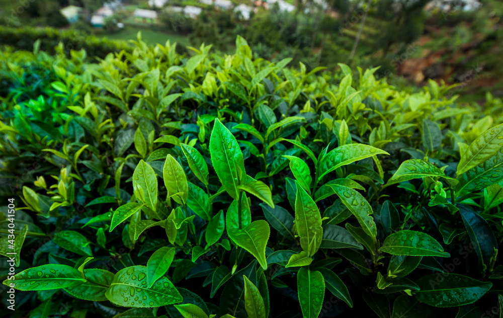 Fresh green tea plantation at Sri lanka Fresh green tea plantation at Sri lanka