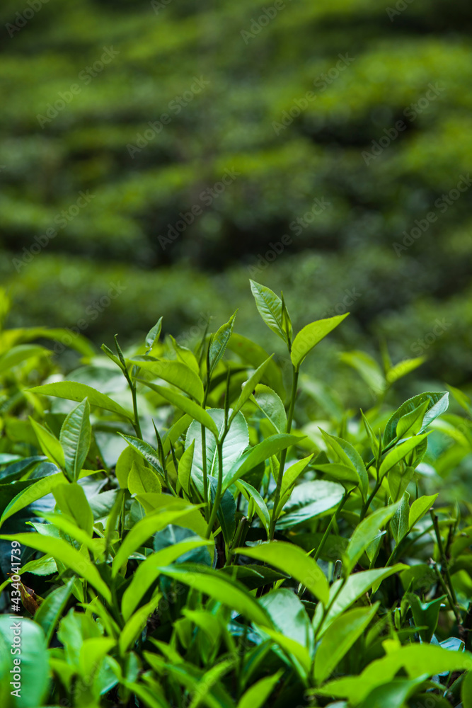 Beautiful fresh green tea plantation