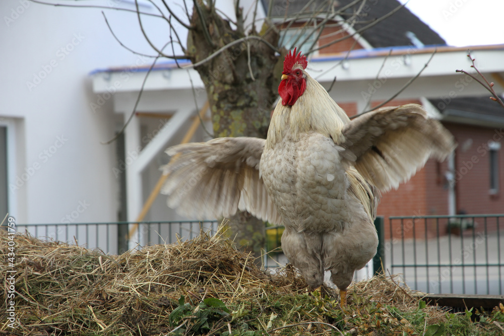 Ταπετσαρία Closeup shot of white chicken flapping wings