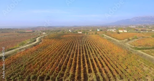 Fast flying over colorful vineyard grape plants, rotating aerial view with drone photo